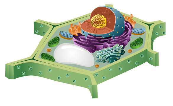 Plant cell diagram vector illustration for biology study