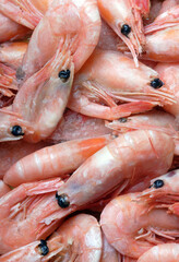 fresh shrimp