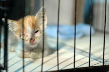 injured kitten rescued and now resting in a cage.