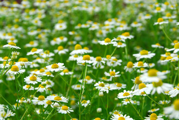 Fototapeta premium Wild daisies chamomile growing in a green meadow