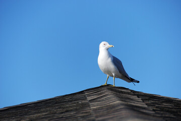 A gull at the pinnacle of a roof, against a stark blue sky.  The gull has a pure white head and its eye is ringed in pink.