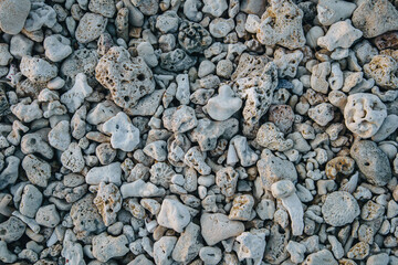 石垣島の海の珊瑚