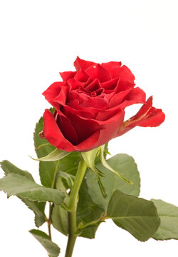 A red Rose against a plain background.