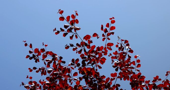 a red beech tree in the spring season, a beautiful red beech tree against the blue sky in spring