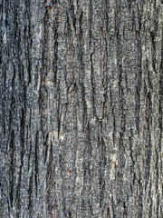 Obraz premium texture of the bark of an old oak tree in a city park