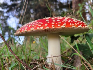 fly agaric mushroom