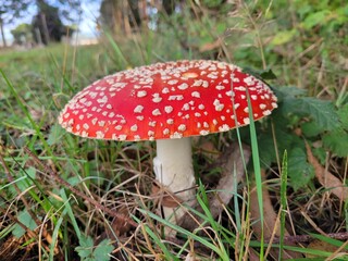 Amanita