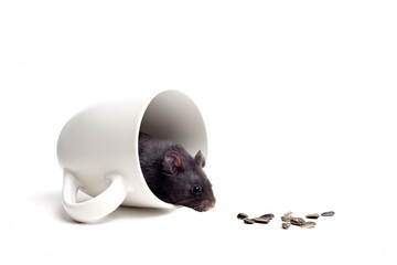 temptation - black bear hamster in a coffee cup, lured and tempted by the sunflower seeds. Closeup...