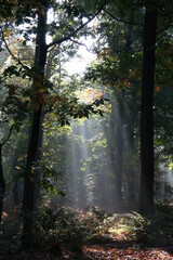 Obraz premium Mysterious sunlight in a Dutch forest on a early Autumn morning