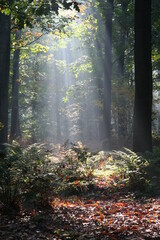 Mysterious sunlight in a Dutch forest on a early Autumn morning