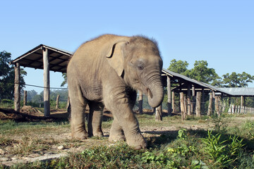 Fototapeta premium A baby elephant at a breeding sanctuary at the Royal Chitwan National Park in Nepal.