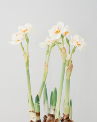 Dreamy White Daffodils on White Background