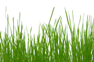 Fototapeta na wymiar close-up view of green grass