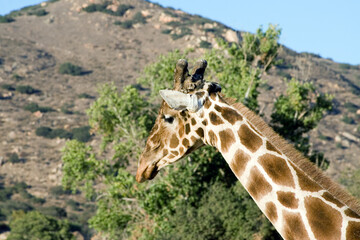 Obraz premium Close up shot of a giraffe