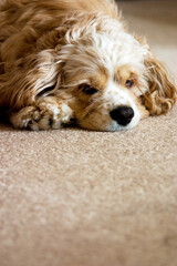 A dog sits on the carpet and poses