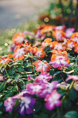 石垣島 沖縄 風景 花