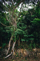 県営バンナ公園 石垣島 沖縄 風景