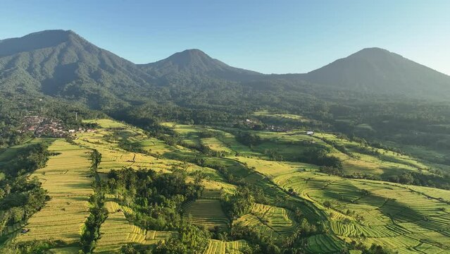 Jatiluwih Rice Terraces viewed from drone zooming out on sunny day. Aerial view of expansive rice terraces in central Bali. Rural agricultural area with small town.