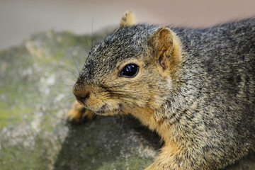 Arctic ground squirrel (urocitellus parry), also known as a siksik, churchill, manitoba, canada