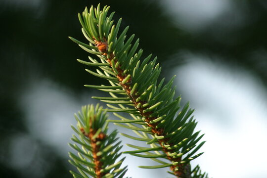 Closeup view of two Pine Branches