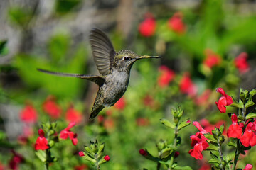 Naklejka na ściany i meble Hummingbird hovers near a cluster of rd flowers.