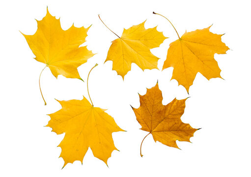 colorful autumn leaves of maple on white background