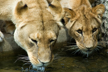 Naklejka na ściany i meble Lionesses drinking water out of a pool