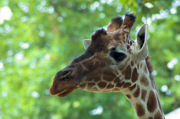 A curious giraffe looking at you