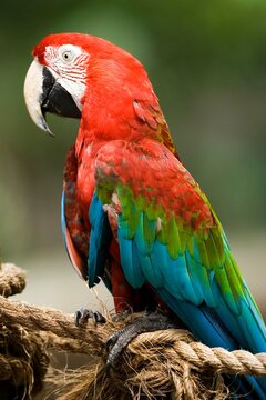 Parrot close up