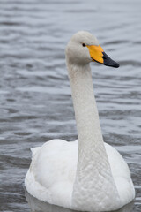 Fototapeta premium 優雅な小白鳥