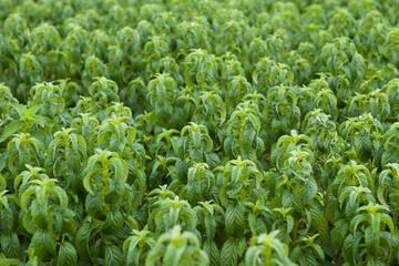 Green mint plants grow at vegetable garden