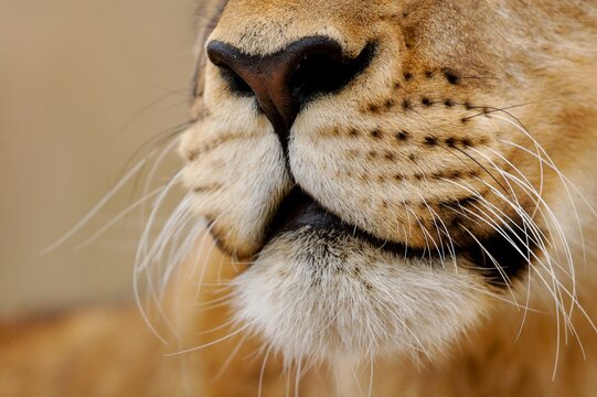 Close-up of a lion face.
