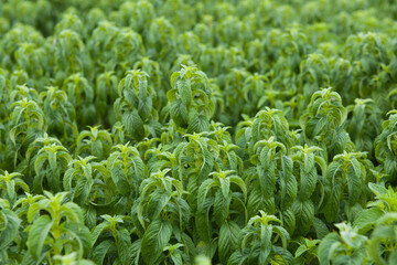 Green mint plants grow at vegetable garden