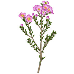 Fototapeta na wymiar Big Bloom Pink Chamelaucium uncinatum Branch
