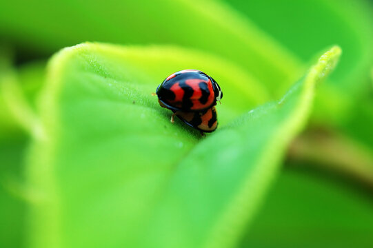 A romantic scene of ladybirds mating on leaf