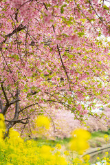 青毛掘川の河津桜と菜の花のコラボ