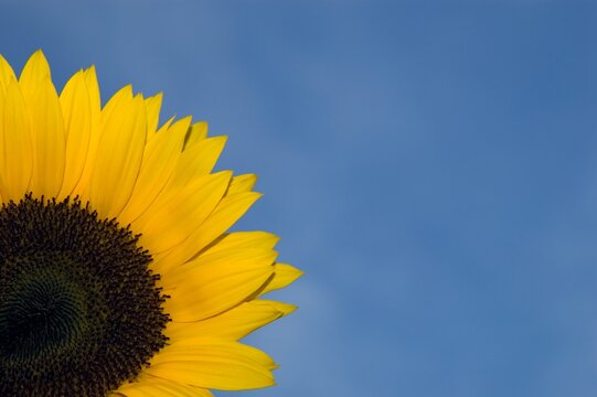 close-up of sunflower against blue sky