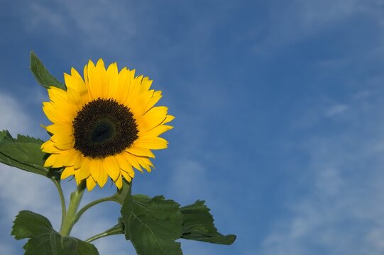 sunflower with leaves against blue cloudy background