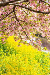 青毛掘川の河津桜と菜の花のコラボ