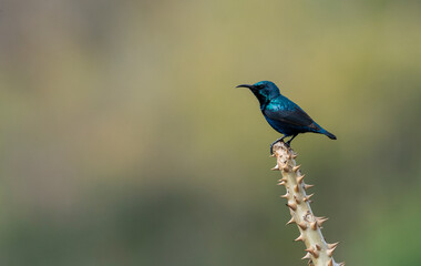 A close up portrait of a male Purple sunbird hummingbird perched on a branch 