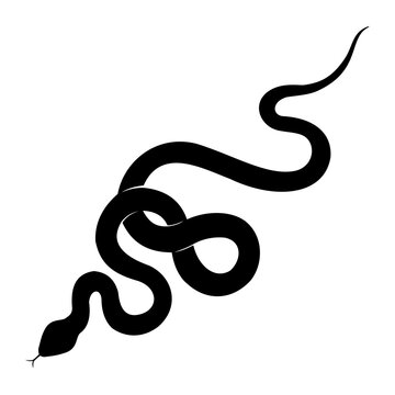 snake illustration vector