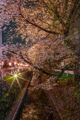 東川の桜のライトアップ