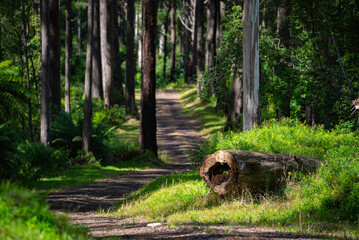 Trail at Great Otway National Park in Victoria, Australia