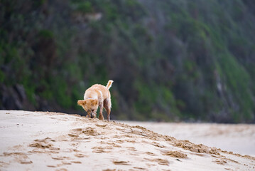 West Highland White Terrier cross sniffing sand at Number One beach in Seal Rocks, New South Wales, Australia