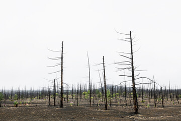 Dead forest with dry burnt trees in black lava fields. Kamchatka, Russia.