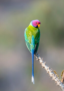 A beautiful Plum-headed parakeet parrot perched on a branch