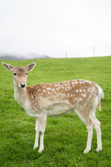 deer in the grass