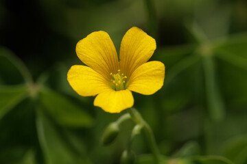 小さく可愛い黄色い花のカタバミ