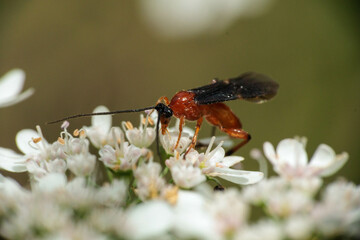 オルラヤに止まる赤い蜂