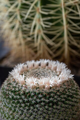 Tiny white cactus flowers in detail.
